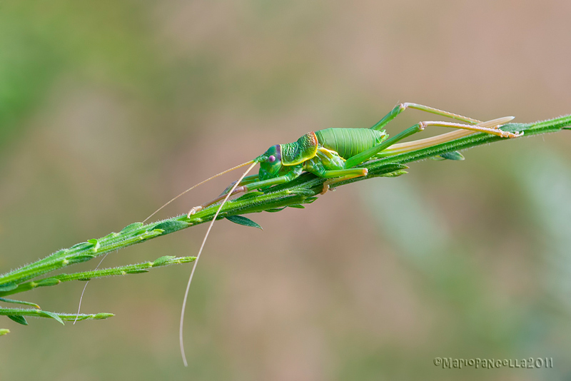 Ephippiger sp.